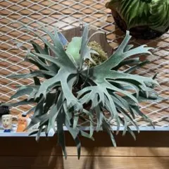 ビカクシダ P. bifur sp. white 親株 コルク板付 ビカクシダ P. bifur sp. white 親株 コルク板付 - メルカリ