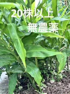 160cm巨苗◇圧倒的な蜜果実。ドワーフ・ライチナムワ。バナナ苗◇成長