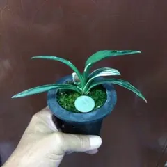 羅紗系銘品万年青(愛玉殿) 70927②み内上 (鉢ごと発送) 羅紗系銘品万年青(愛玉殿) 70927①み内上 (鉢ごと発送) 安価