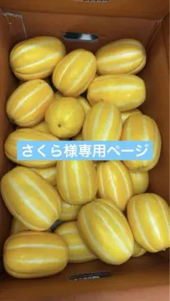韓国産 マクワウリ チャメ 鮮度良好　10キロ　クール便　さくらさん専用ページ 韓国産 マクワウリ チャメ 鮮度良好 10キロ クール便 さくらさん専用