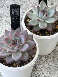 おらいさん苗　原種　緑札　リンゼアナ実生　札付き　5/20撮影 おらいさん苗 原種 緑札 リンゼアナ実生 札 5 20撮影 多肉植物