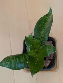 サンスベリア ハニー 発根済み 観葉植物 10センチ - メルカリ