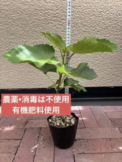 希少　Wuhan イチジク　苗木 中国紫果(Wuhan )イチジク苗木 - メルカリ