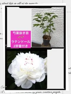 2026年最新】芍薬ラテンドールの人気アイテム - メルカリ
