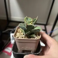 アガベ 「白豪刺」「白毫刺」発根済み OC PLANET ROCK PLANTS - メルカリ