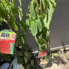 サクランボ 苗木 4種セット 高砂 ナポレオン黄色アメリカン90cm以上7/28 サクランボ 苗木 4種セット 高砂 ナポレオン黄色アメリカン90cm以上8/3