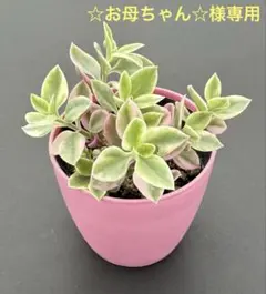 ☆お母ちゃん☆様 リクエスト 2点 まとめ商品