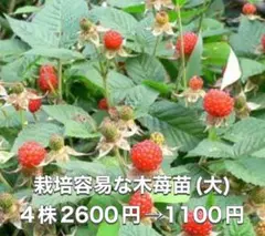 ⭐️⭐️木苺抜き苗(大株)4株⭐️⭐️ 2600円→1100 草苺 クサイチゴ 野苺