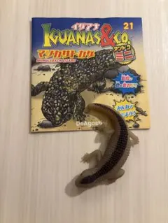 アンドコマツカサトカゲ