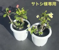 サトシ様 リクエスト 2点 まとめ商品