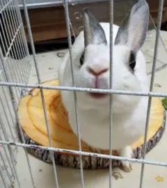 tottoko♪様 リクエスト 4点 まとめ商品