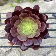 多肉植物 アエオニウム 欧嘉麗 抜き苗 - メルカリ