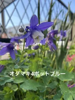 オダマキ苗 タワーライトブルー 5つ - メルカリ