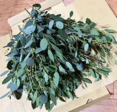 【サマーSALE】【スワッグ材料】ユーカリ／リース　サシェ　押花　ハーバリウムのサムネイル