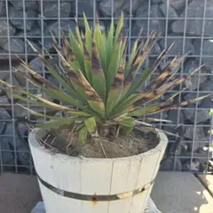 ユッカ グロリオサ 中斑 斑入り 観葉植物 ロストラータ アロイフォリア