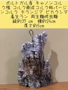 Item thumbnail for item 977947cf-ac2e-4661-a73b-a9925f56bf19