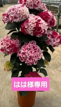 ☆ハイドランジア☆アジサイ☆レトロパープル☆5号鉢☆激レア☆商品
