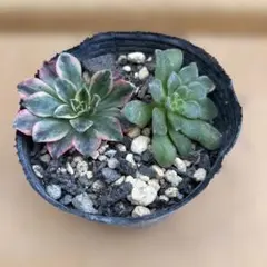 62#観葉植物アエオニウム錦❤️ブロンズメダル錦❤️甜茶錦❤️4大頭
