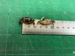 KK様 リクエスト 4点 まとめ商品