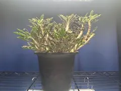 2025年最新】ユーフォルビア デカリーの人気アイテム - メルカリ