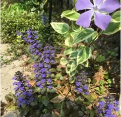 アジュガの苗　20本強位　匿名発送