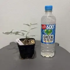 オペルクリカリア　パキプス　根挿し9のサムネイル