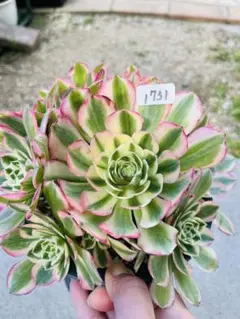 chibimimi様　同捆 ブルーロータス 14頭群生株 ＃1751