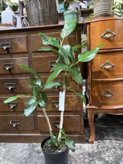 大株】フィカス ベンガレンシス 取り木 発根済み 観葉植物 - メルカリ