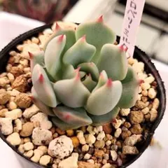 2025年最新】ストロベリーミルククラウン 多肉の人気アイテム