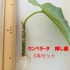 2026年最新】ウンベラータ苗の人気アイテム - メルカリ