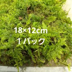 苔 シノブゴケのサムネイル