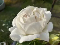 切花品種∥和バラ 苗 - メルカリ