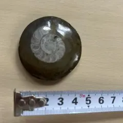 アンモナイト　化石のサムネイル