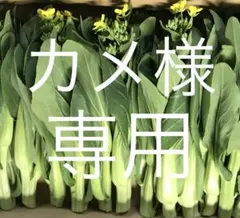 【カメ様専用】チンゲンサイの菜花