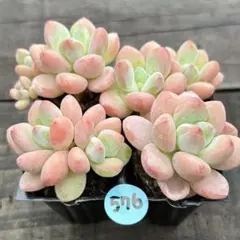 NEW❗️581多肉植物 エケベリア ロココ 抜き苗 寄せ植え 4苗セット