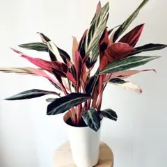 sweetバジル様 リクエスト 2点 まとめ商品