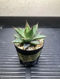 アガベ　ホリダ　実生②のサムネイル