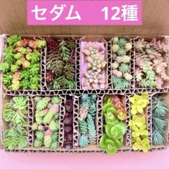 多肉植物　セダム　カット苗　12種　箱いっぱい　詰め合せ　寄せ植えセットB