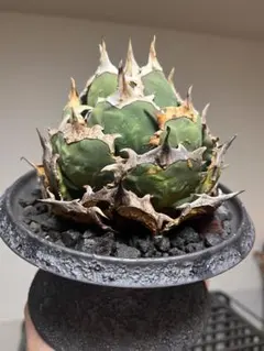 晃山　鉢アーネストハーツプランツ 晃山 鉢アーネストハーツプランツ - メルカリ