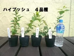 123様 リクエスト 3点 まとめ商品