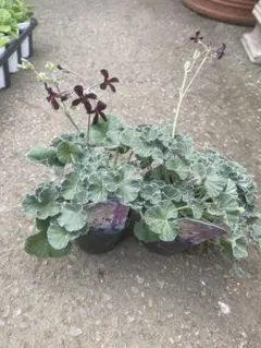 2026年最新】ペラルゴニウムの人気アイテム - メルカリ