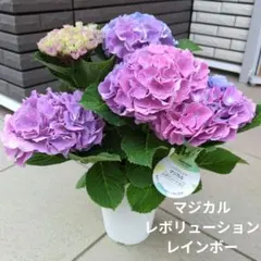 紫陽花 アジサイ マジカル レボリューション レインボー 4.5号鉢 花苗　Ｂのサムネイル