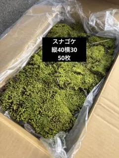 スナゴケ 砂苔 送料込み 天然 40㎝✖︎30㎝ - メルカリ