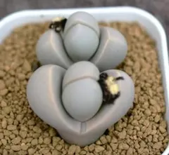 KM様 リクエスト 2点 まとめ商品