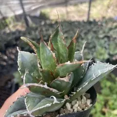 アガベ　白鯨