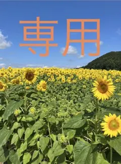 スタンス　ソックス　靴下　STANCE スカル柄 1足　男女兼用