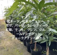 ラポザ マンゴー苗 6号 - メルカリ