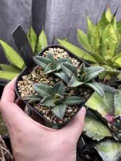 やす様 リクエスト 2点 まとめ商品