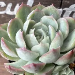 Chiemama様 リクエスト 3点 まとめ商品