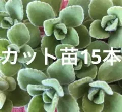 多肉植物　アロマティカス カット苗15本セット